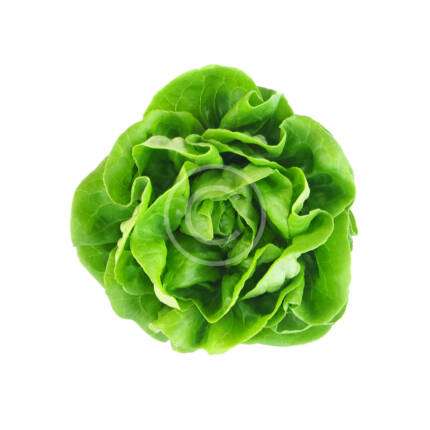 Baby Bok Choy