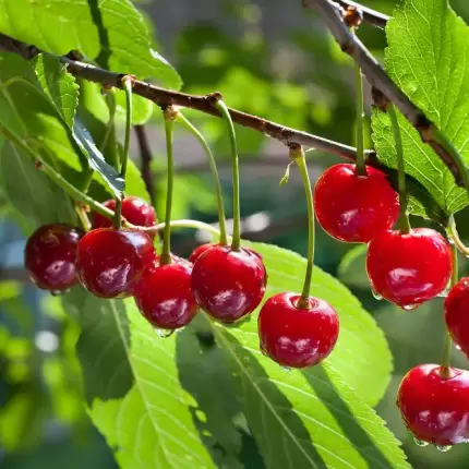 cerezas