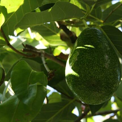 avocado, avocado tree, avocado plant, nature, green, fruit, leaf