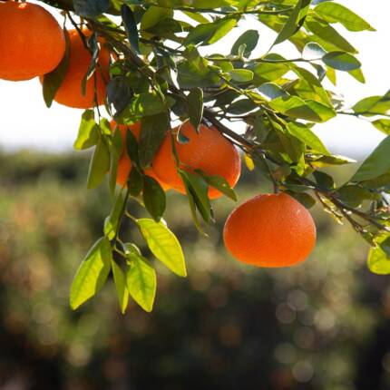 tangerines, citrus, fruit, tropical