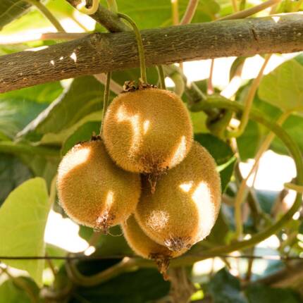 kiwi, kiwi fruits, fruits, bulgaria, kiwi, kiwi, kiwi, kiwi, kiwi