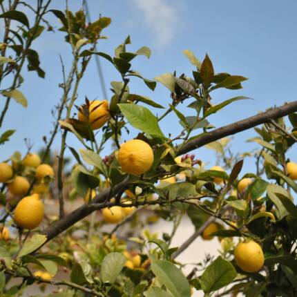 Limones